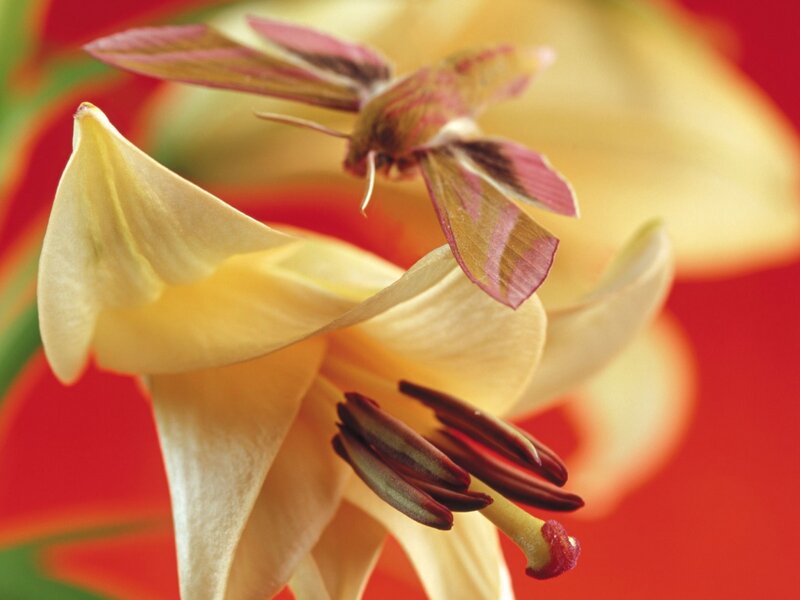 Moth on Yellow Flower — Natural