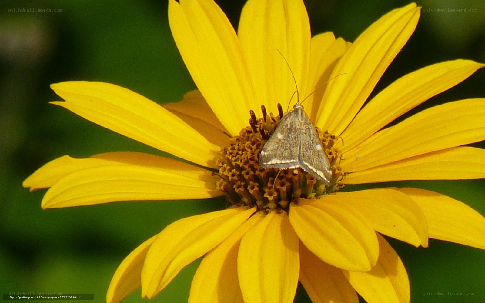 moth on yellow flower