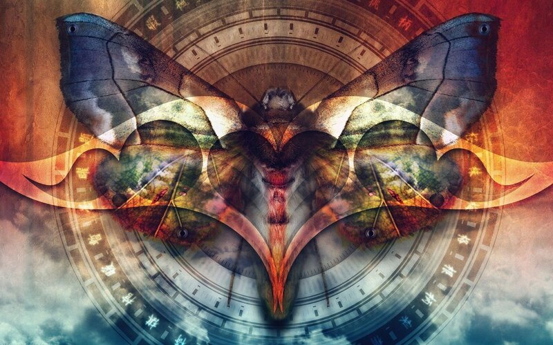 Moth with Circular Pattern