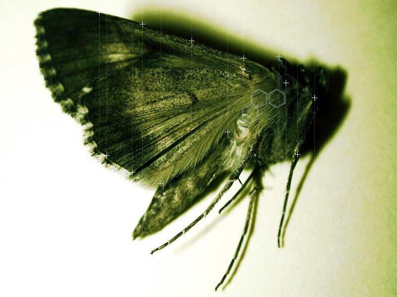 moth with digital overlay