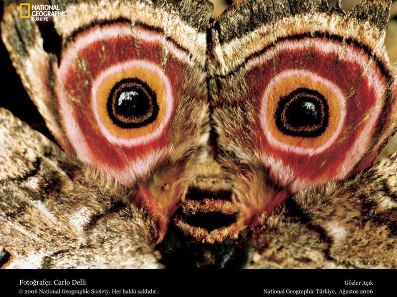 Moth with eye-like patterns