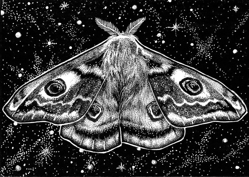 Moth with Eye Spots — Black