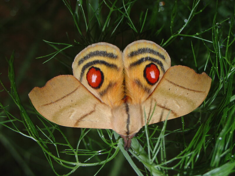 Moth with Eye Spots — Brown