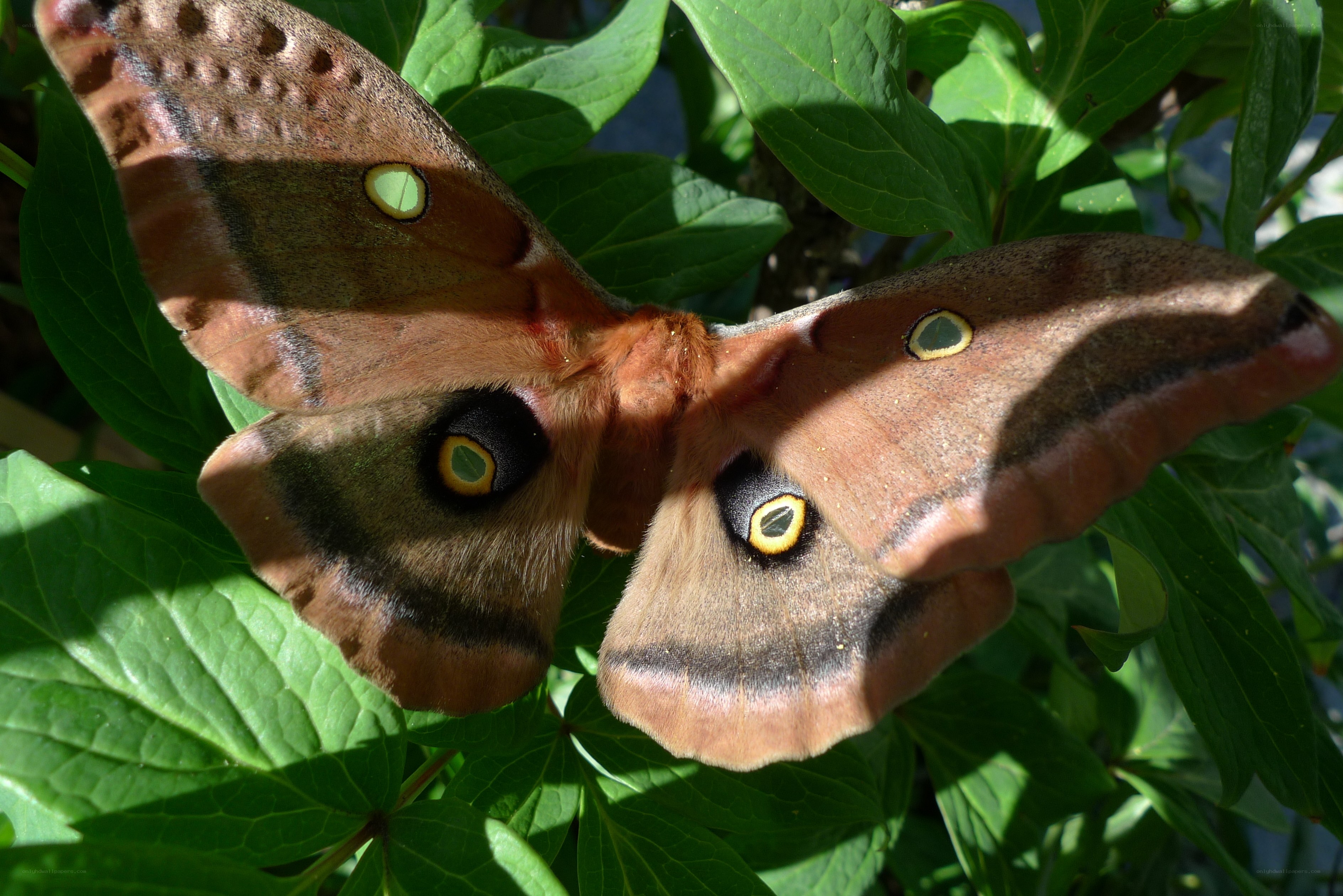 Moth with eye spots on wings