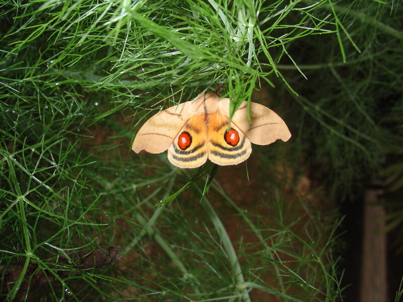 moth with eye spots on wings