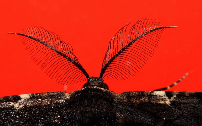 moth with feathery antennae