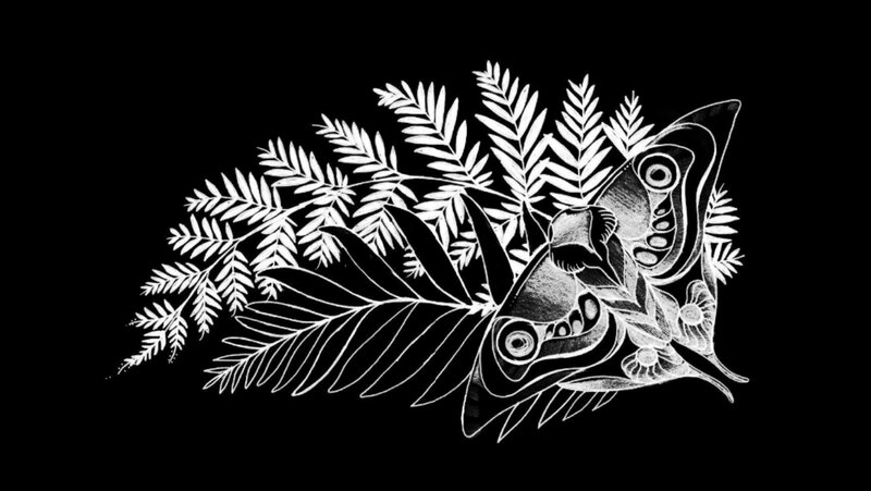 Moth with Ferns