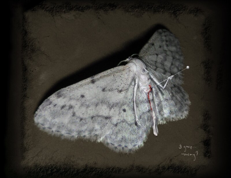 Moth with Pin