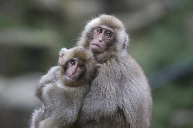 Mother and Baby Monkey