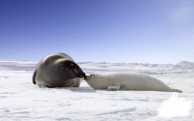 Mother and Baby Seal