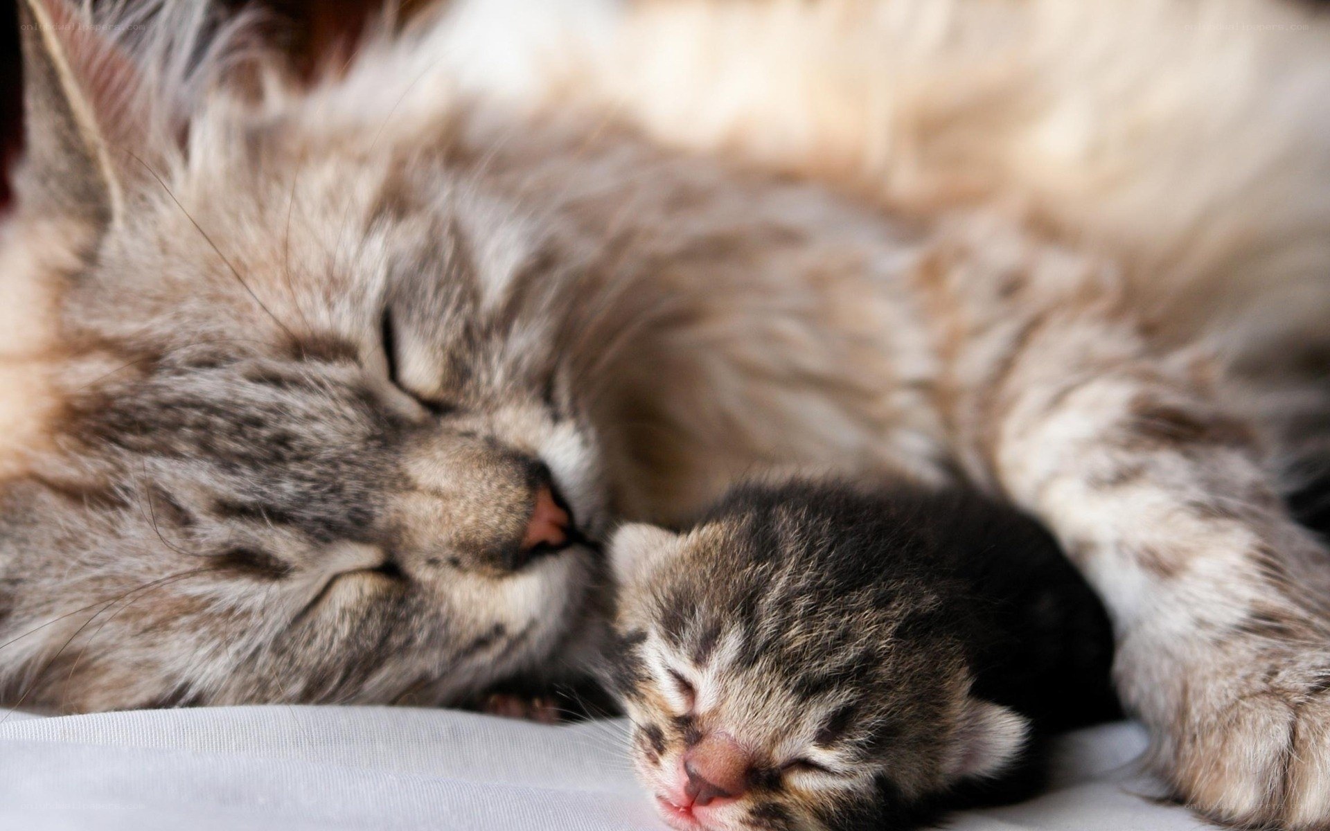 Mother cat and her kitten sleeping