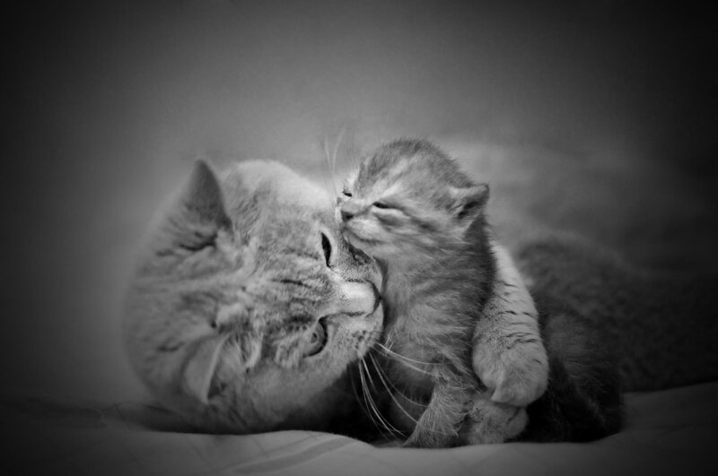 Mother Cat and Kitten — Black