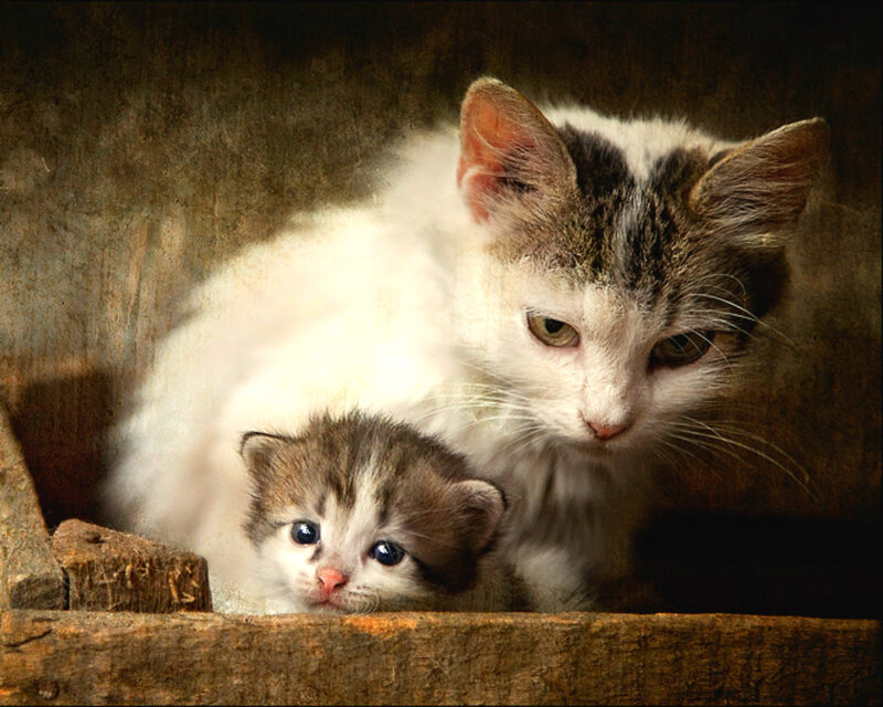 Mother Cat and Kitten — Brown, Calm, Photograph
