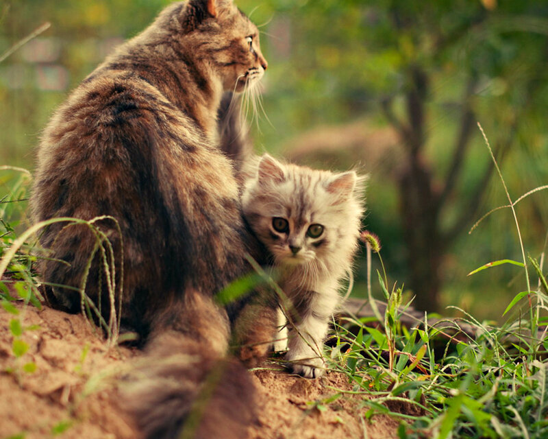 Mother Cat and Kitten — Brown, Calm