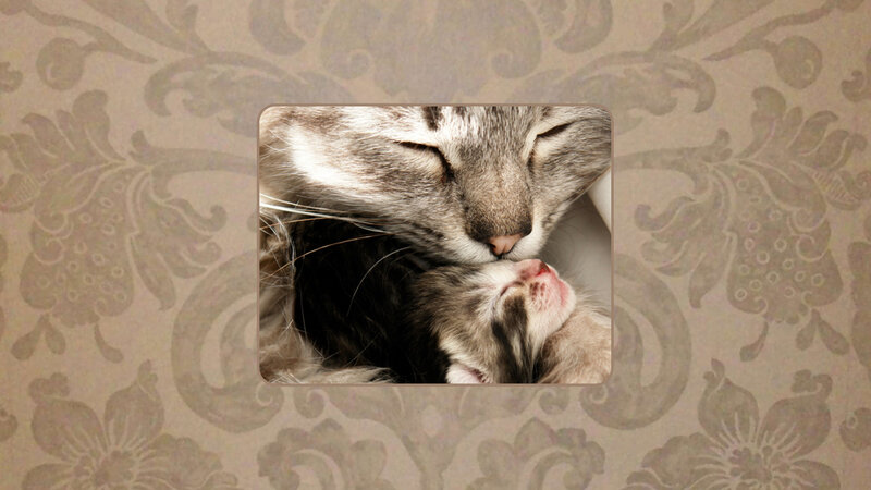 Mother Cat and Kitten — Gray, Calm, Photograph