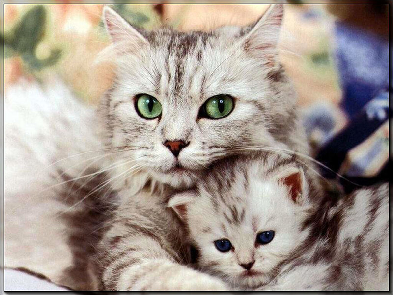 Mother Cat and Kitten — Gray, Calm