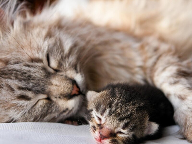 Mother Cat and Kitten — Gray, Peaceful, Photograph