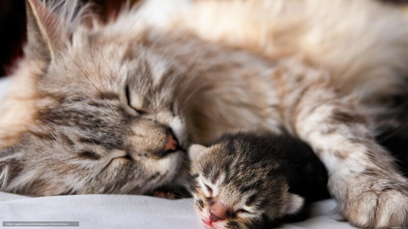Mother Cat and Kitten — Gray, Serene