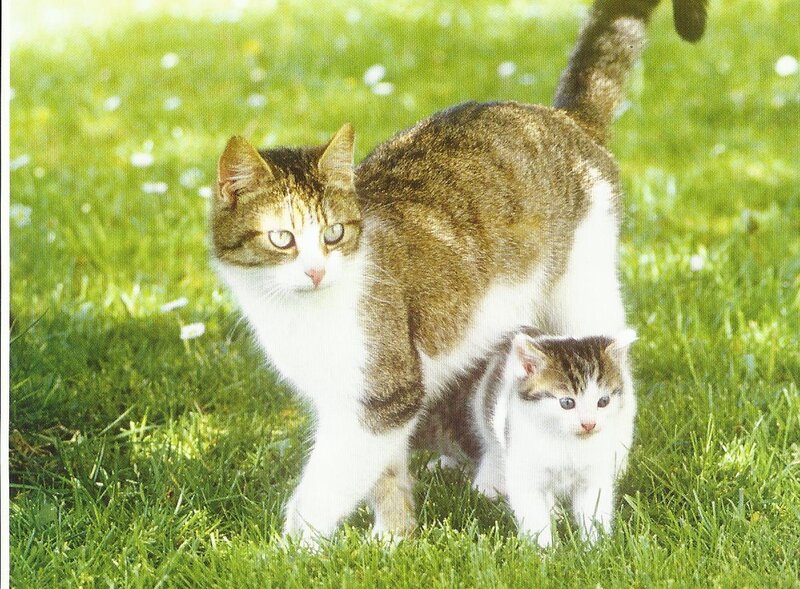 Mother Cat and Kitten — Green, Calm, Afternoon, Photograph
