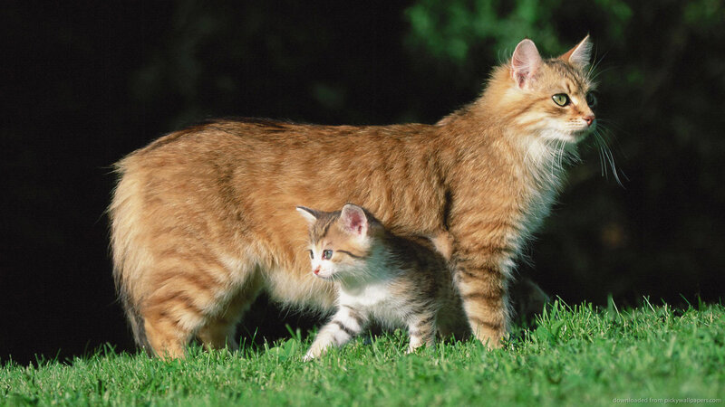 Mother Cat and Kitten — Green, Calm, Afternoon