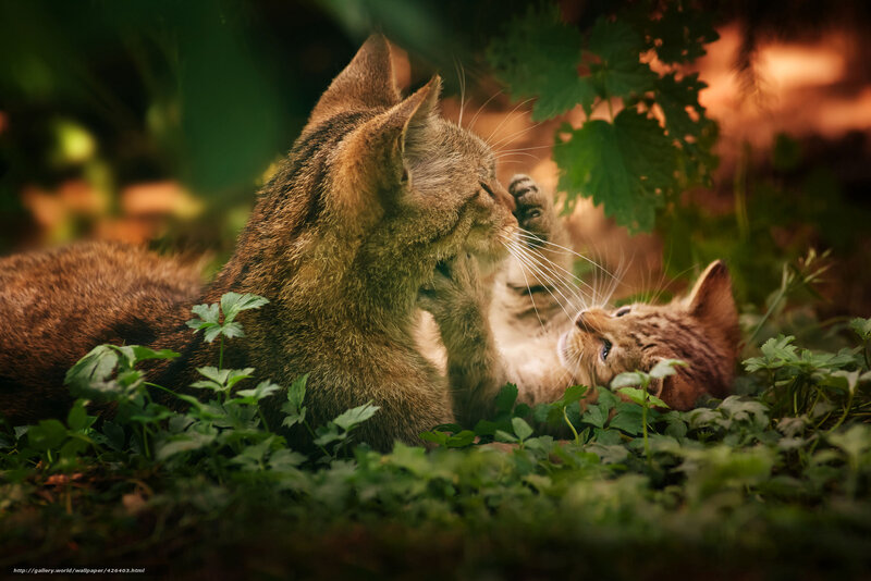 Mother Cat and Kitten — Green, Peaceful