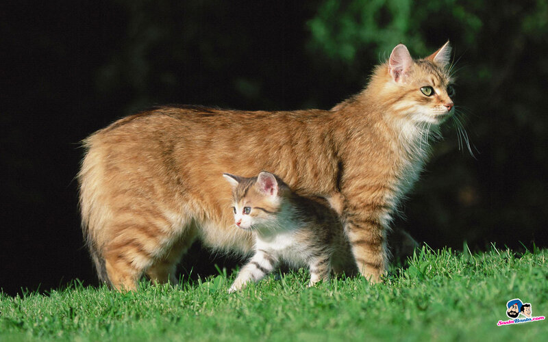 Mother Cat and Kitten — Green