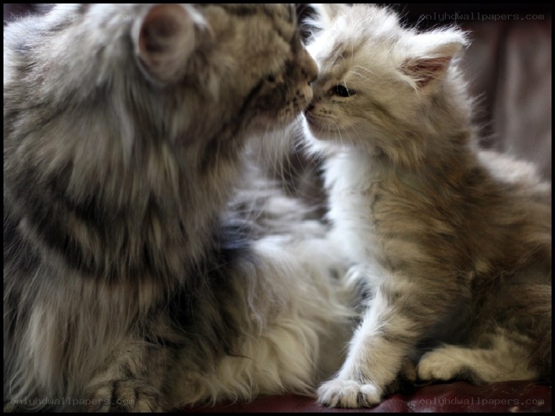 Mother cat and kitten nuzzle