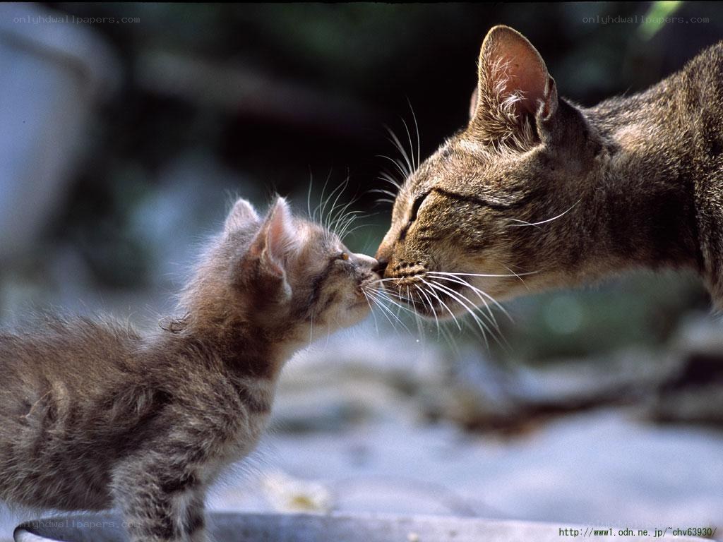 Mother cat and kitten nuzzle