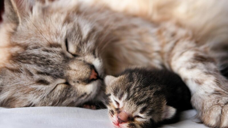 Mother Cat and Kitten — Photograph
