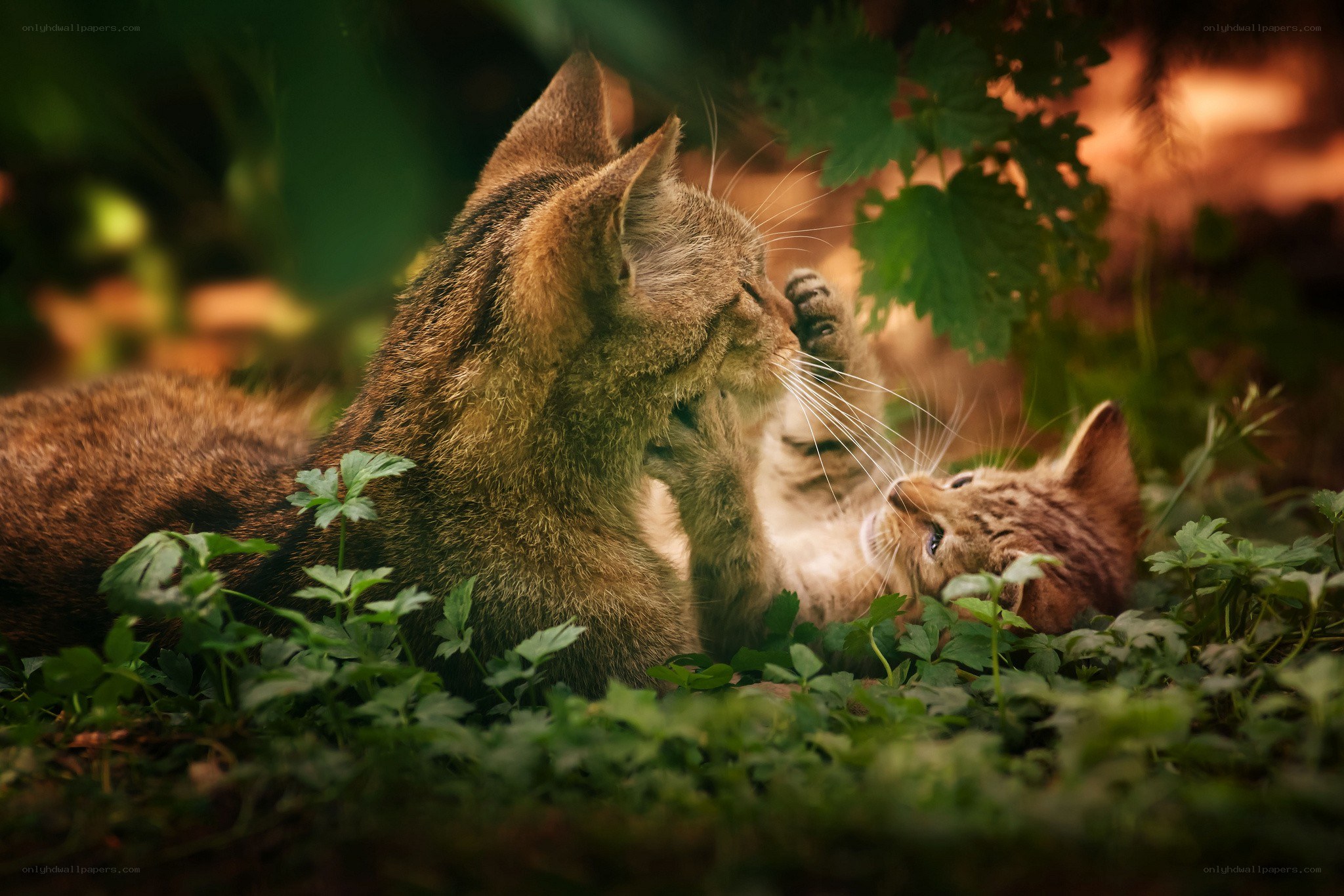Mother cat and kitten playing