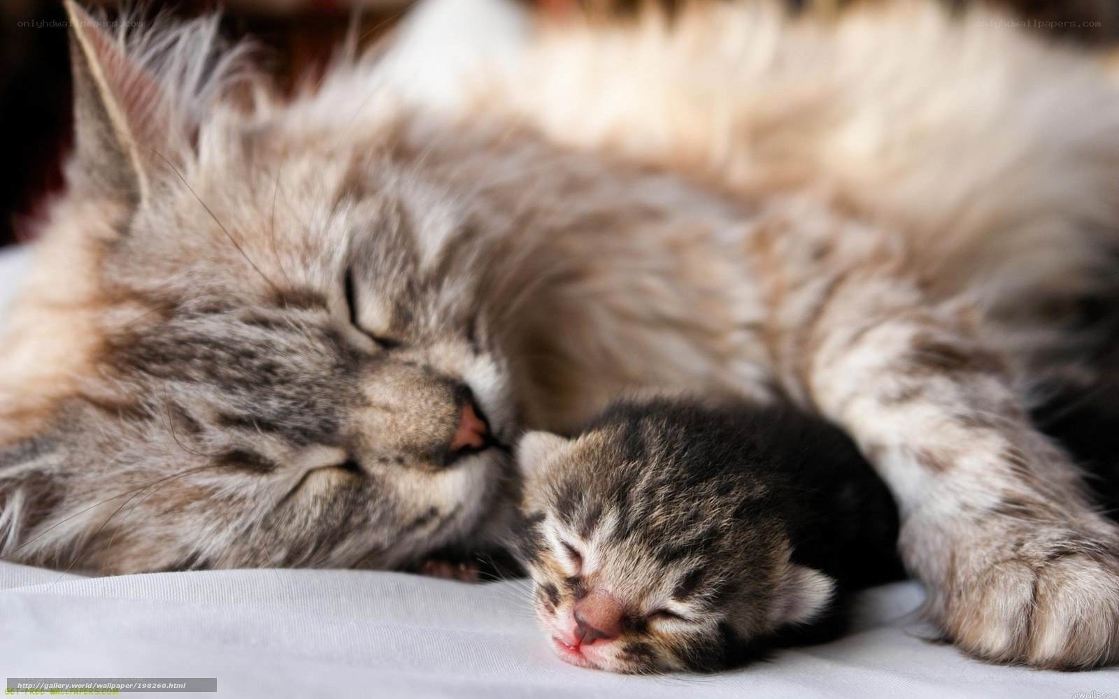 Mother cat and kitten sleeping