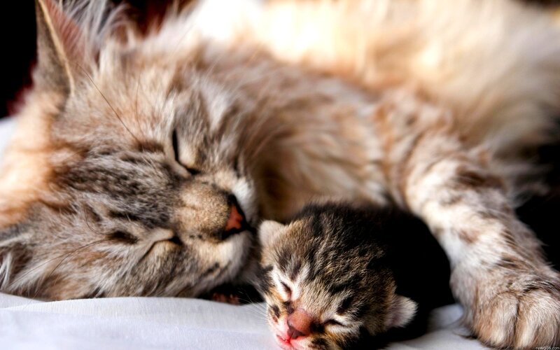 Mother Cat and Kitten