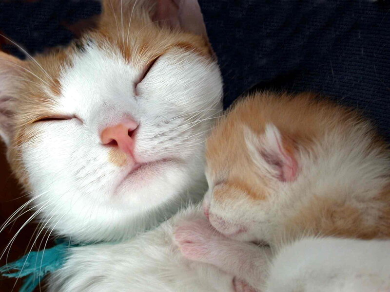 Mother Cat and Kitten — White