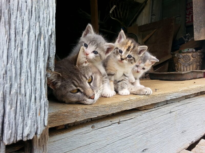 Mother Cat and Kittens — Gray