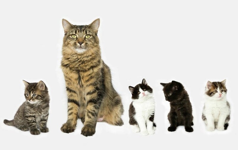 Mother Cat and Kittens