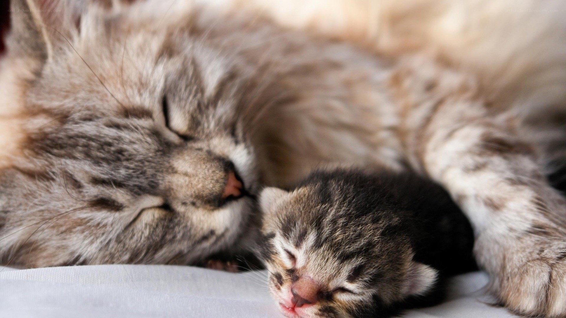 Mother cat and newborn kitten