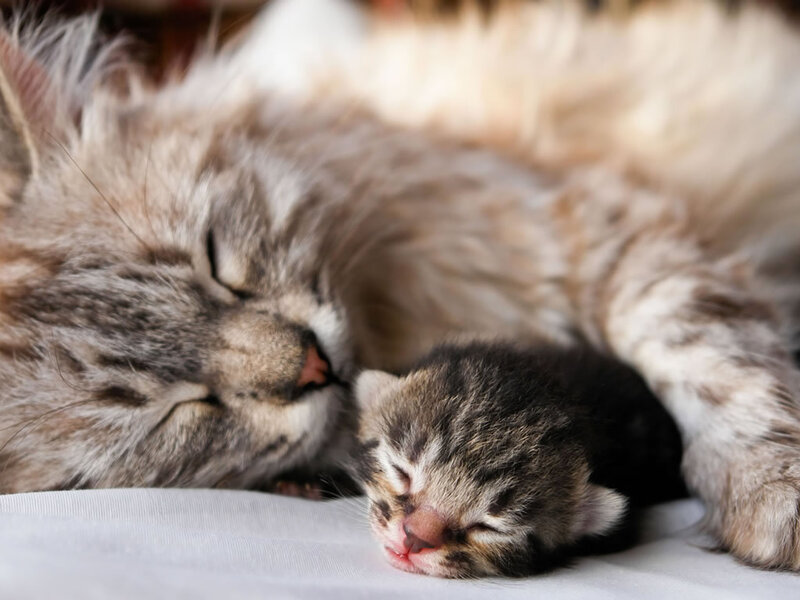 Mother cat and newborn kitten
