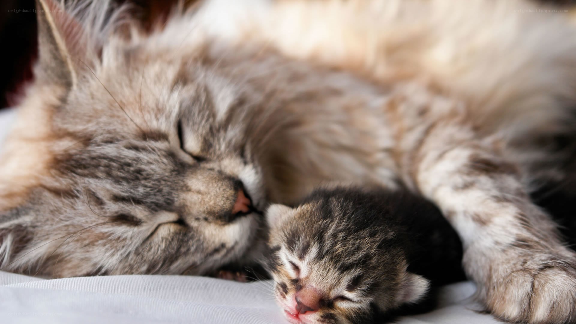 mother cat and newborn kitten