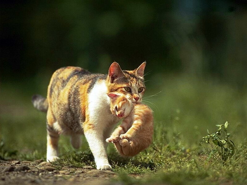 Mother Cat Carrying Kitten — Brown