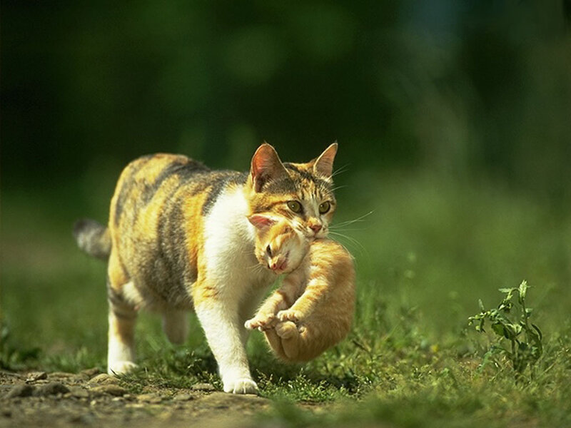 Mother Cat Carrying Kitten