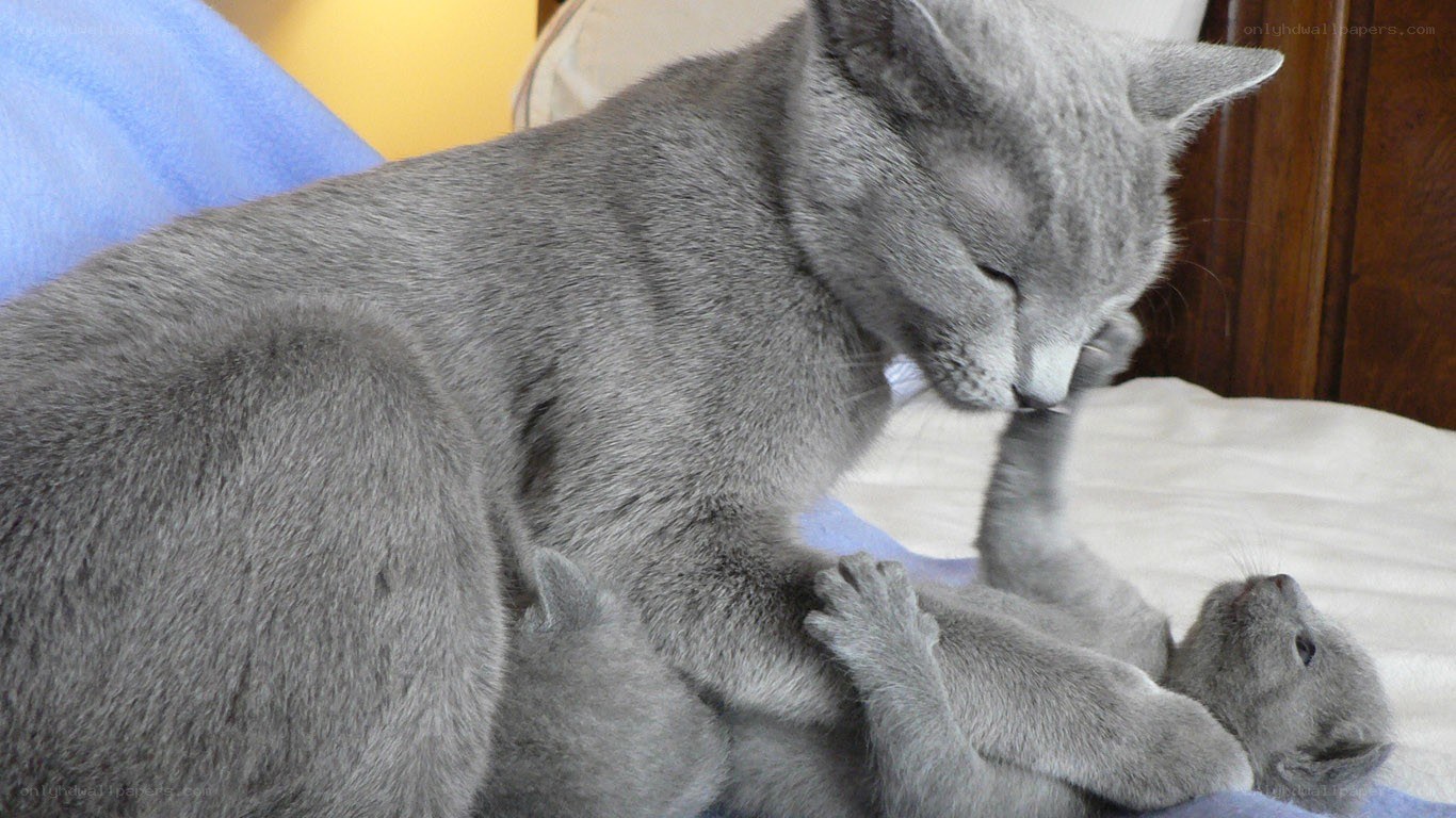 Mother cat grooming kitten