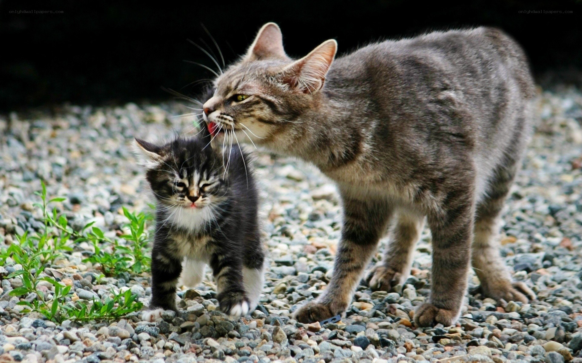 Mother cat grooming kitten