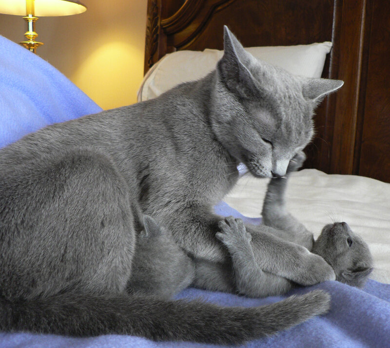Mother cat grooming kitten