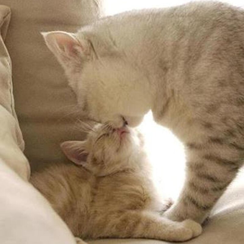 Mother Cat Grooming Kitten — Beige