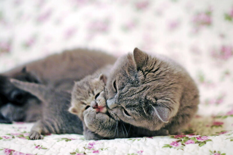 Mother Cat Grooming Kitten — Gray, Calm, Photograph