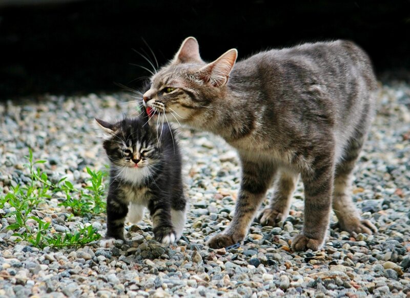 Mother Cat Grooming Kitten — Gray, Calm