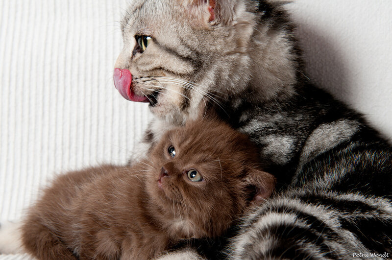 Mother Cat Grooming Kitten — Gray