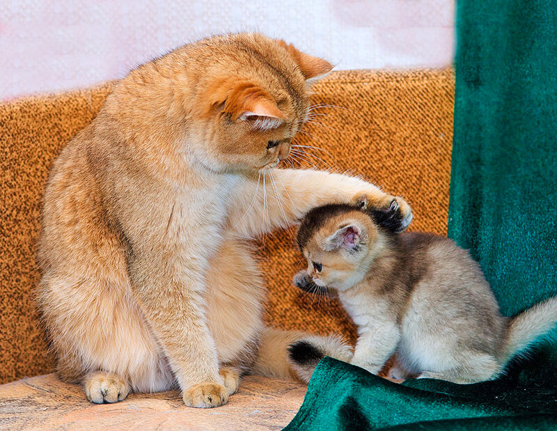 Mother Cat Grooming Kitten — Orange