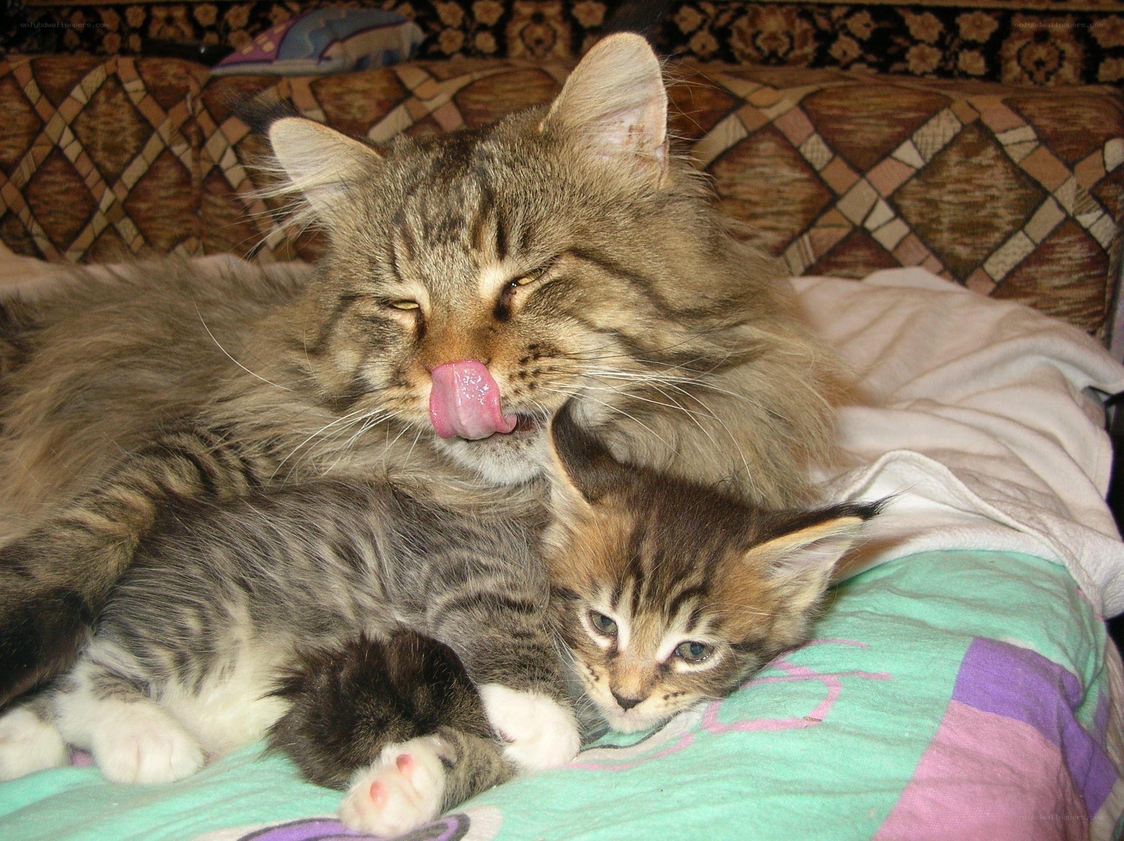 Mother cat grooming kitten