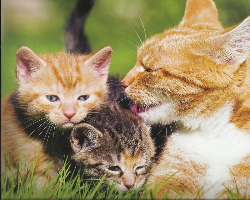 Mother Cat Grooming Kittens